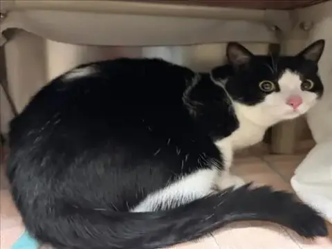 Samba