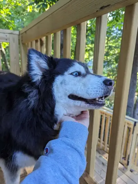 Sakari photo 5