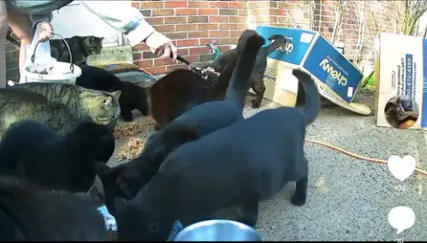 Barn/Outdoor Cats Urgently In Need Of New Homes photo 2