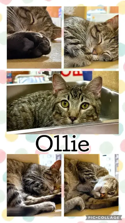 Ollie