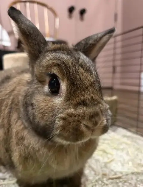 Maple photo 2