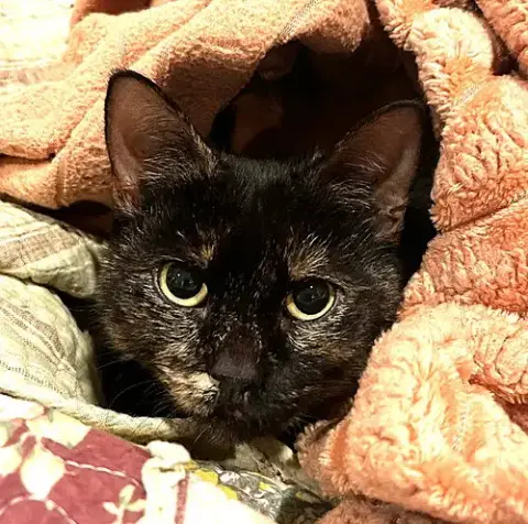 Kitty Exciting Elsa photo 2