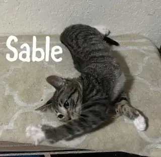 Sable photo 3
