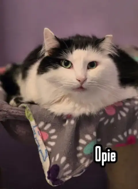 Opie