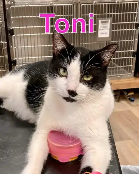 Toni photo 3