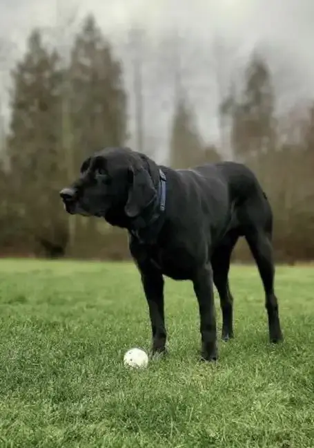 Beau