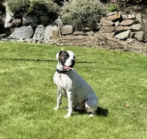 Tyson