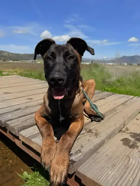 Caesar