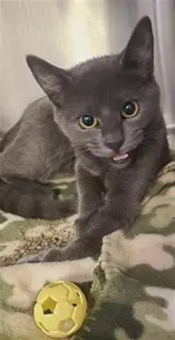 Jonas