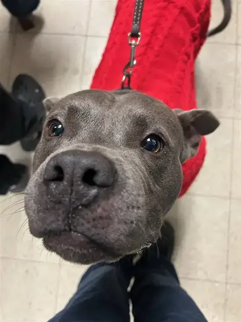 Buddy