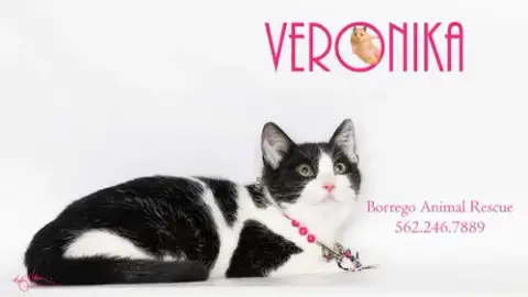 Veronika photo 4