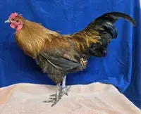 Red Robin