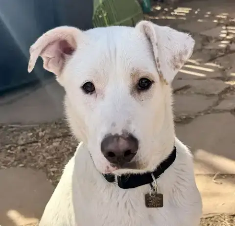 Gus
