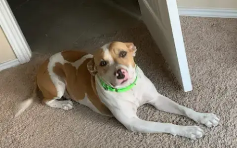 Mabel