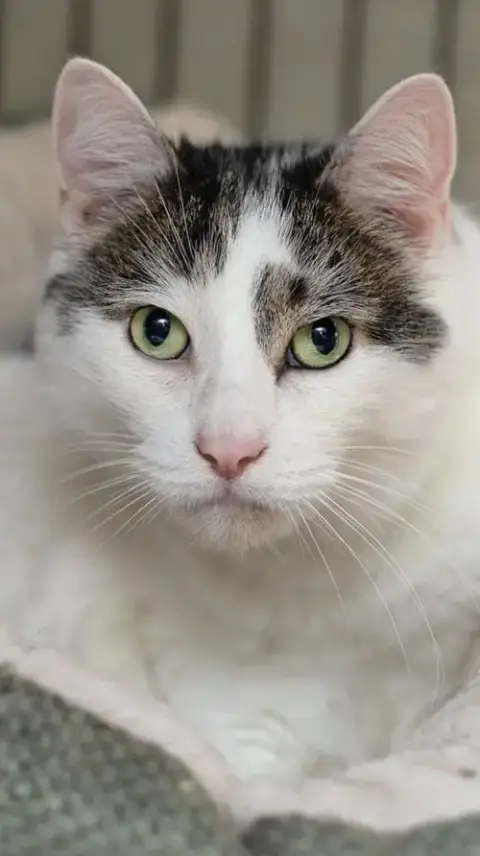 Kittles