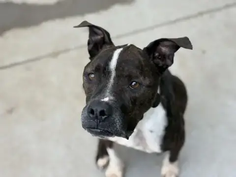 Jetta