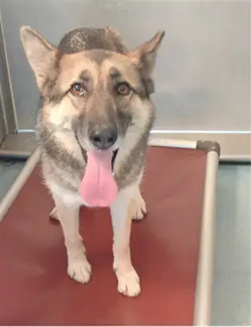 Dakota