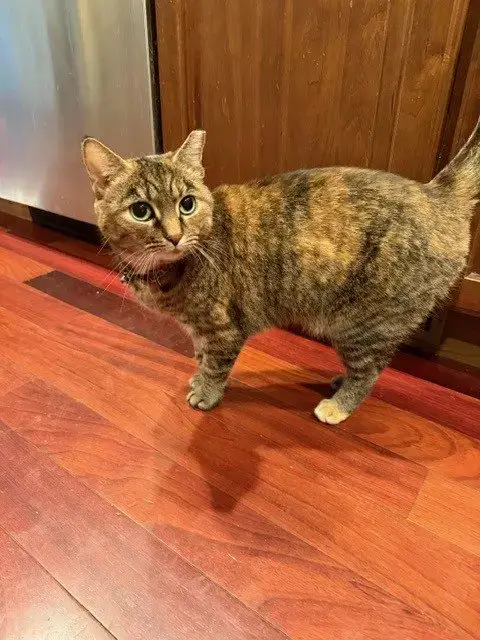 Lilloette