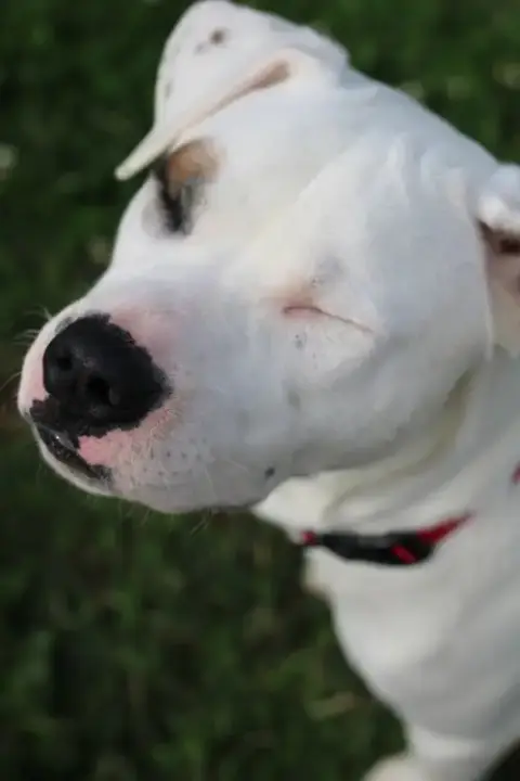 Murphy photo 4