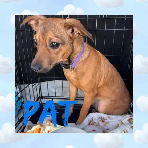 Pat
