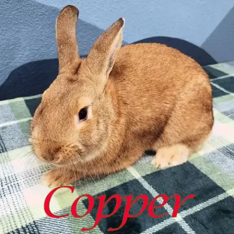 Copper photo 2