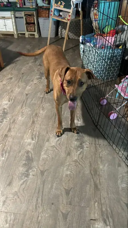 Penny