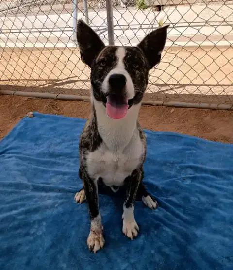Ferb-In Foster Home photo 4