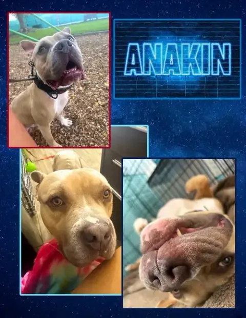Anakin photo 2