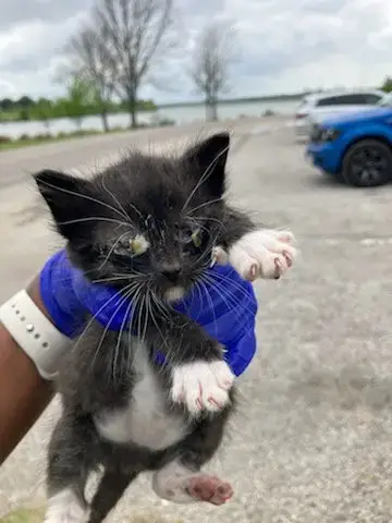 Biscuits