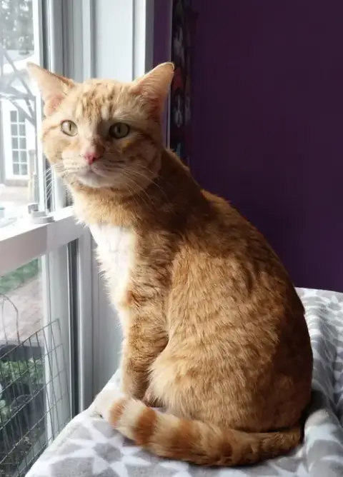 Flash * In Foster *