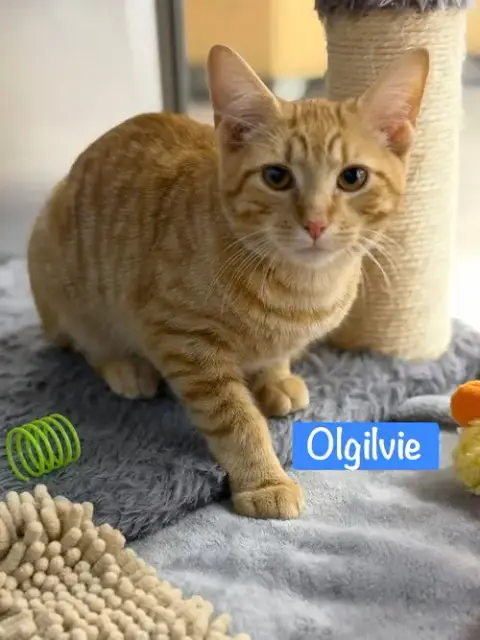 Olgilvie