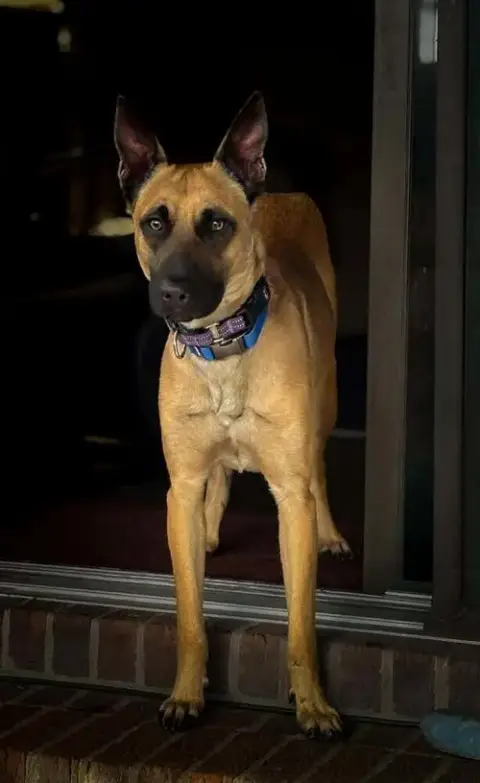 Loki photo 2