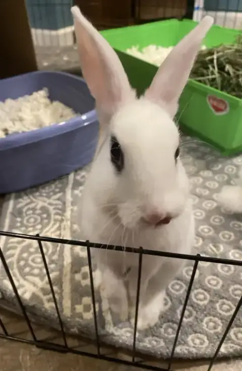 Luna'S Saturn Rabbit Kit
