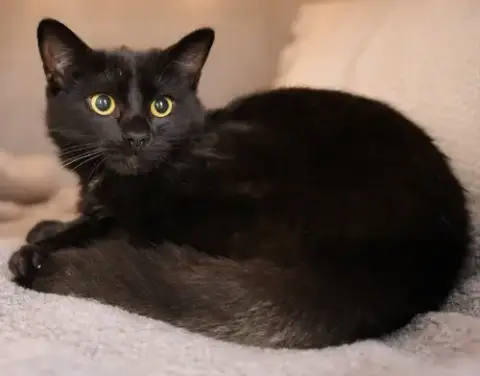 Kitten Kane photo 3