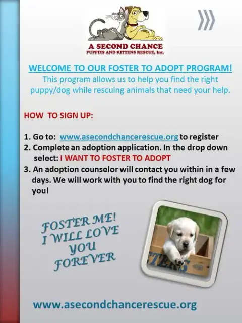 I Want To Foster To Adopt A Dog