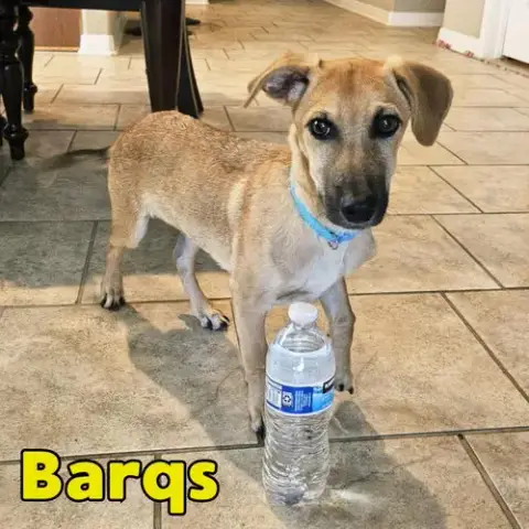 Barq'S Root Beer photo 5