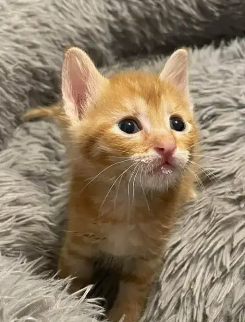 Cheeto