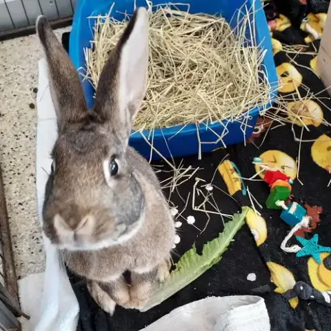 Colonel Carrots photo 3