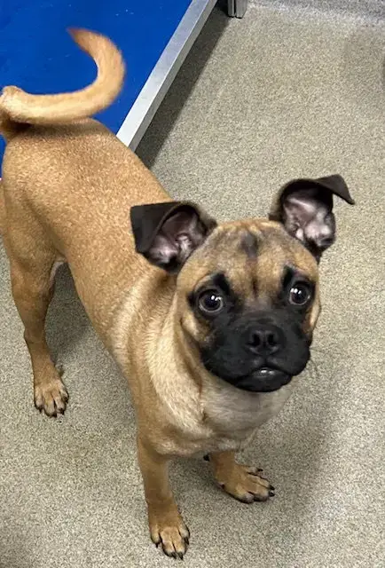 Nico 5 Months Available 4/29