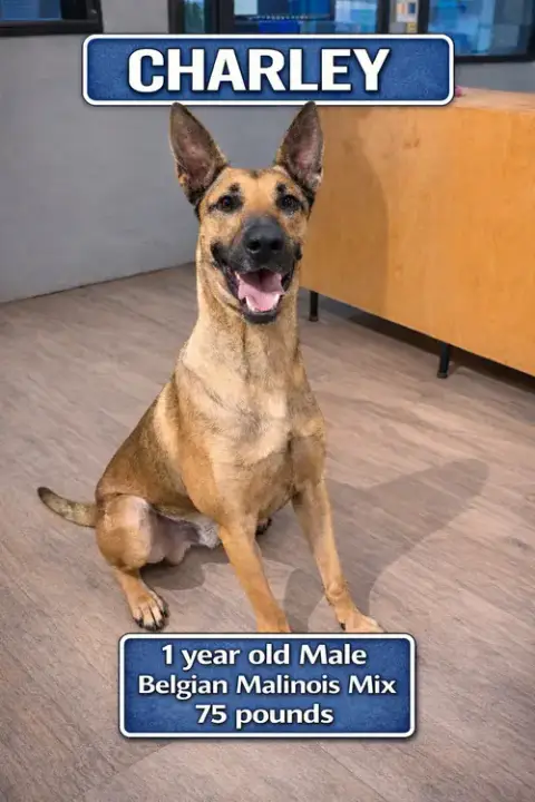 Foster Needed For Charley
