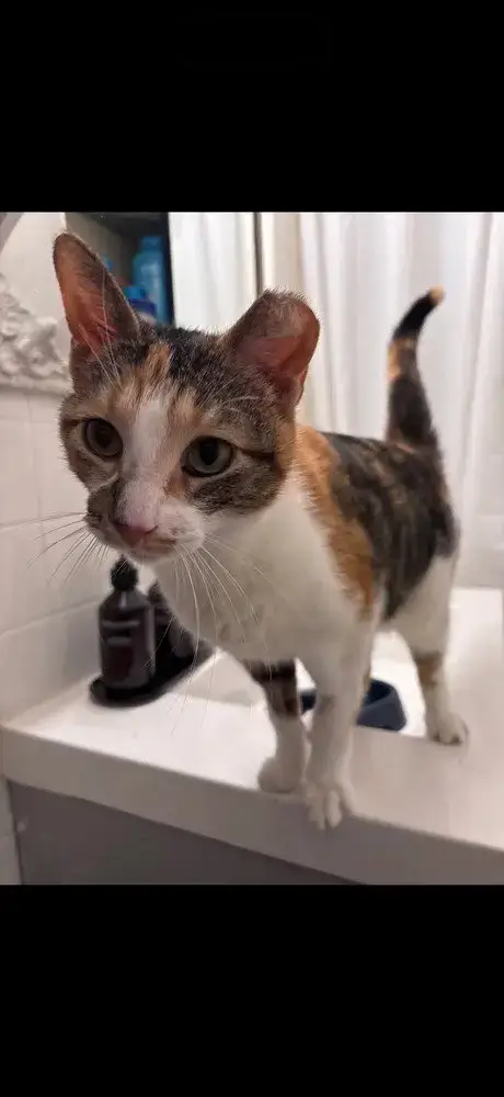 Bella