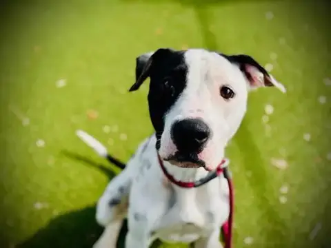 Atlas
