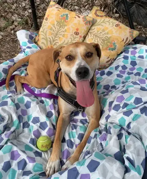 Sampson