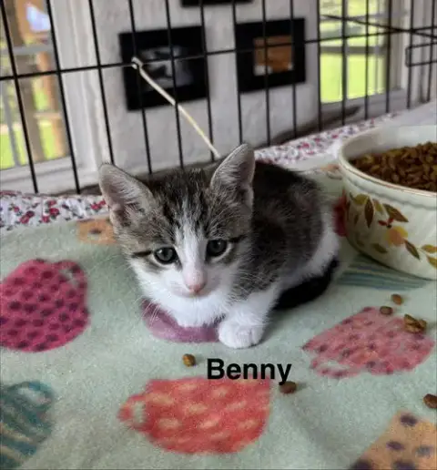 Benny photo 2