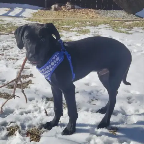 Finn photo 3