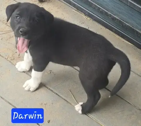 Darwin photo 3