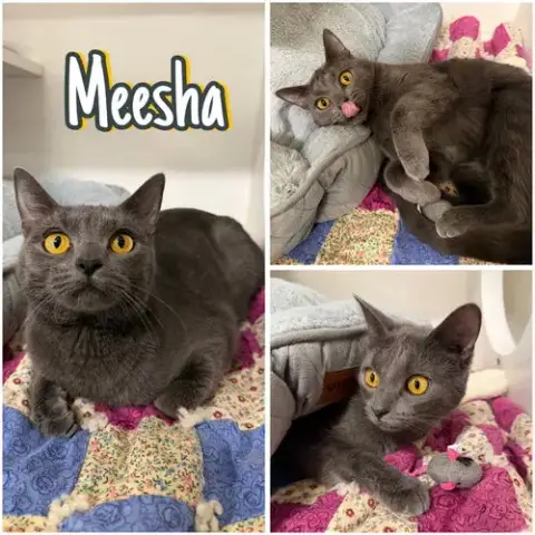 Meesha