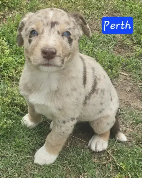 Perth photo 4