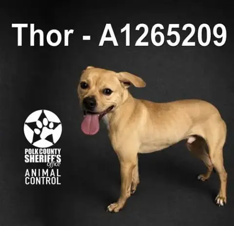 Thor