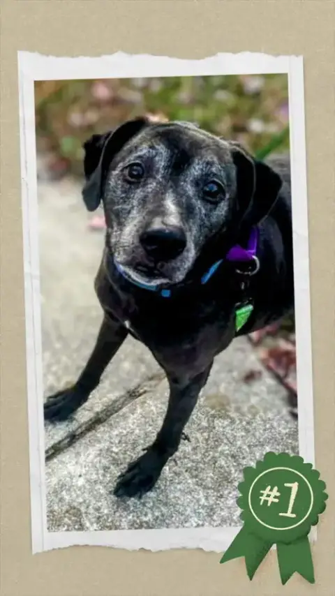 Senior Bonded Pair Dumped photo 2